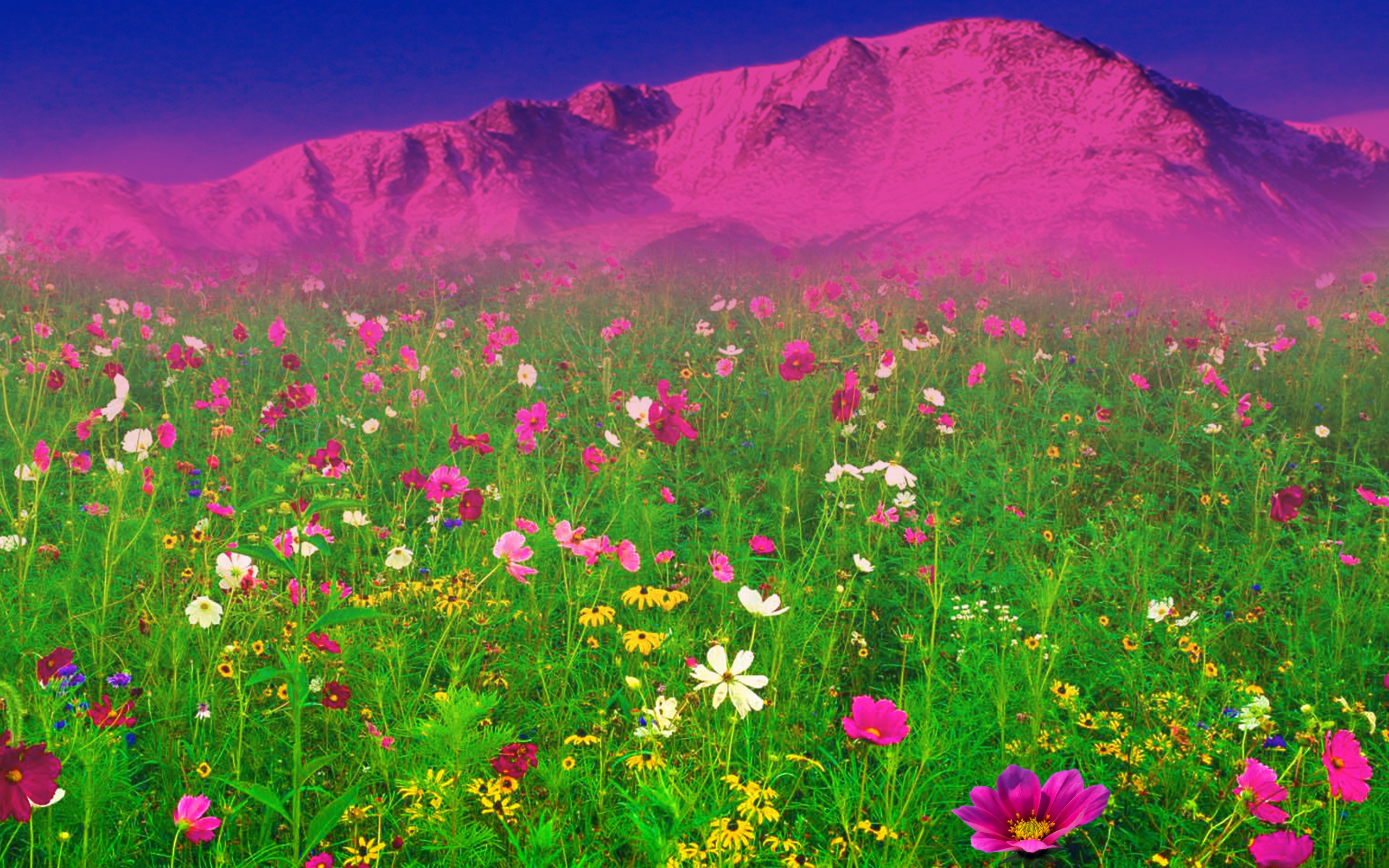 Dream Spring 2012 of flowers Wallpaper Wallpaper 96694