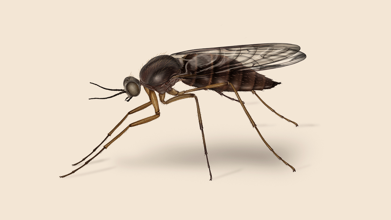 gnat-wallpapers-wallpaper-cave