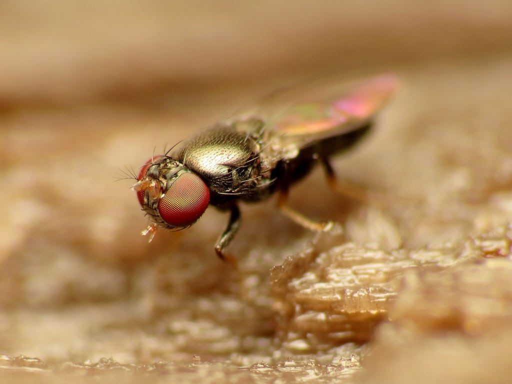Shore Fly Or Fungus Gnat