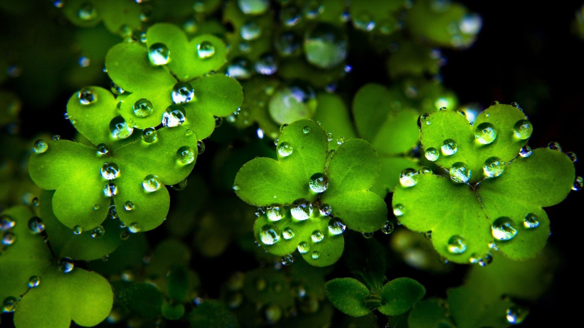 Saint Patrick's Day Desktop Wallpaper