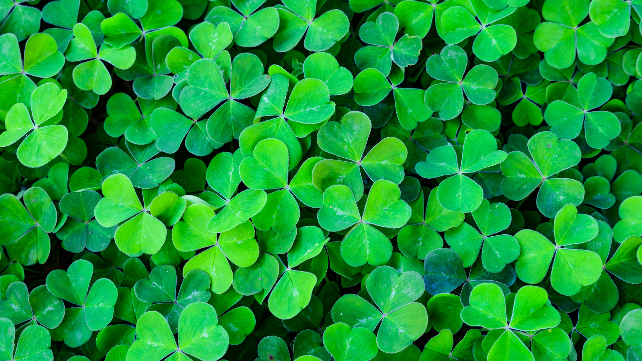 Irish Channel St. Patrick's Day Celebrations to Continue in 2022 Benny Cenac Jr