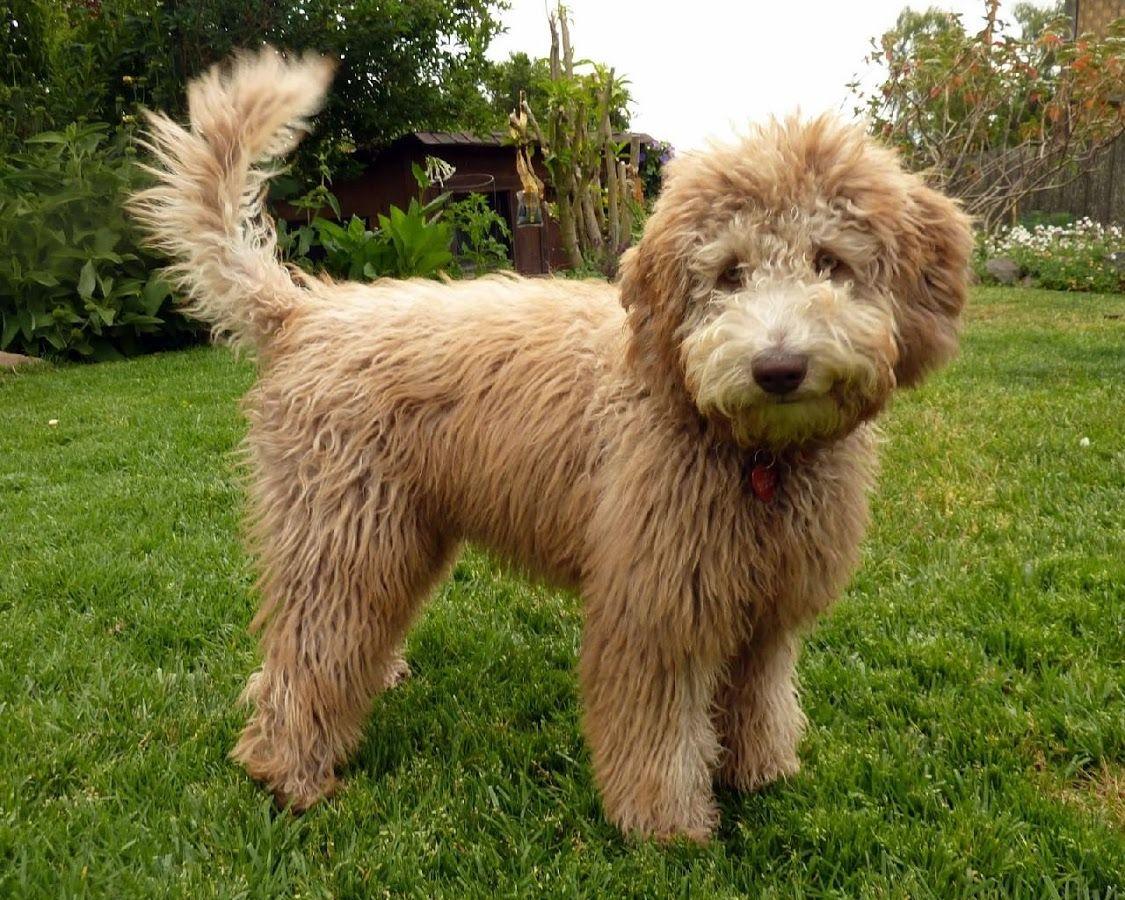 Labradoodle Wallpaper