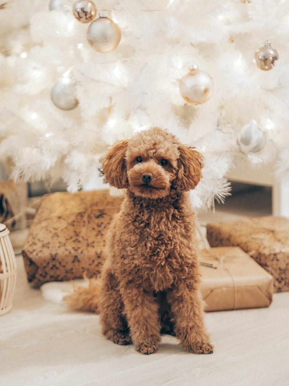 Poodle Picture. Download Free Image