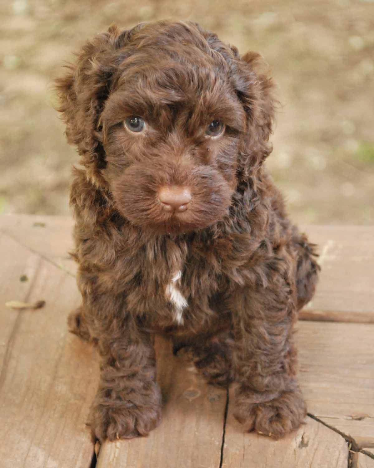 Tahlia's Chocolate Boy-Just look at those eyes!. Labradoodle puppy, Australian labradoodle puppies, Chocolate labradoodle puppy