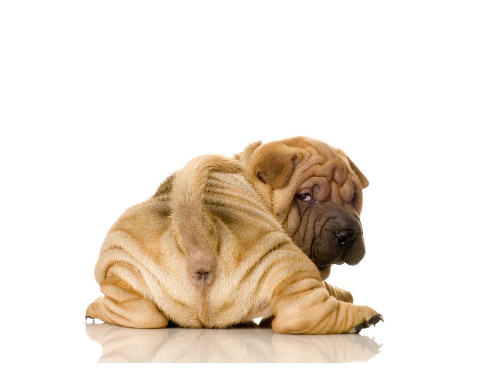 Shar Pei Wallpaper