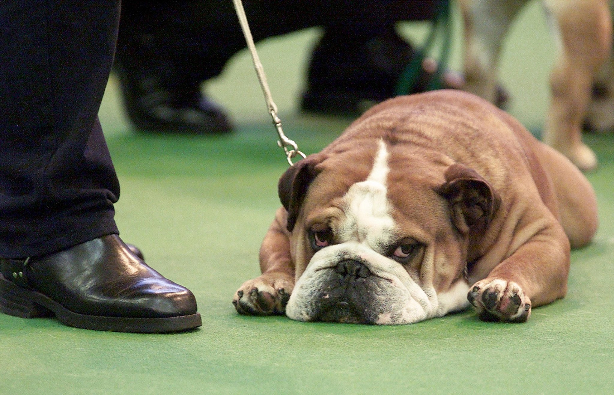 Puppy fat: One quarter of top UK show dogs are overweight, scientists say. South China Morning Post