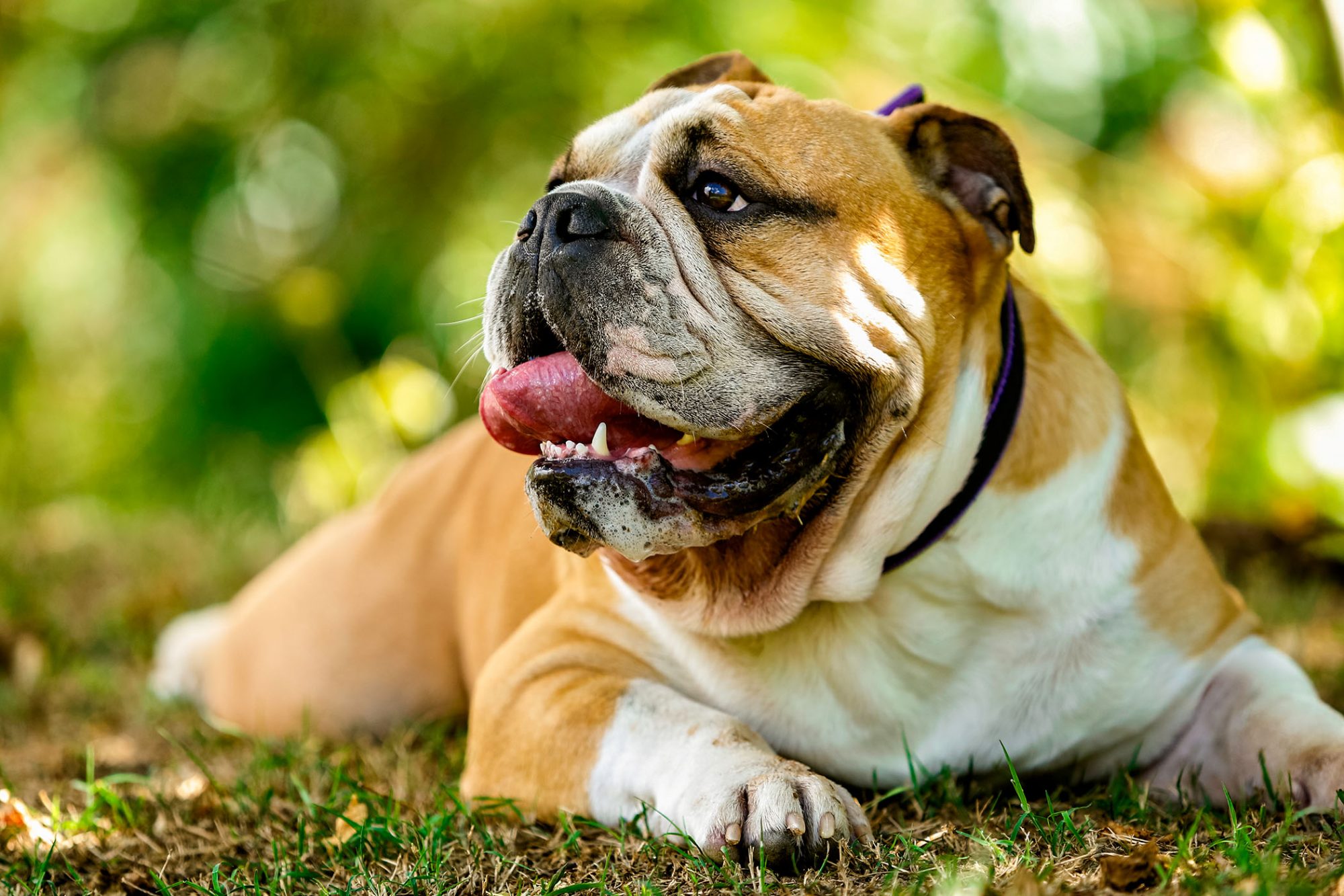 Could Your Dog Have Diabetes? Here's What You Need to Know
