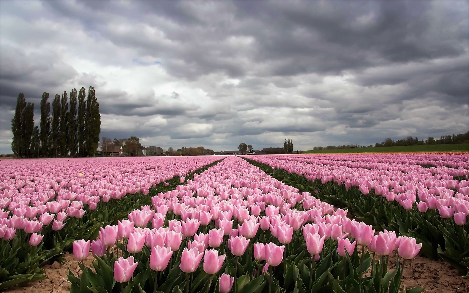 Pink Tulip Field on Cloudy Day HD Wallpaper