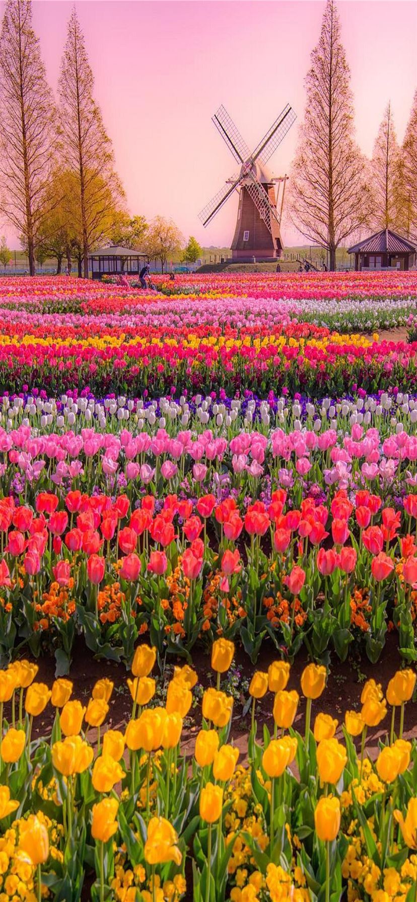 Tulip Fields of Netherlands iPhone 11 Wallpaper Free Download