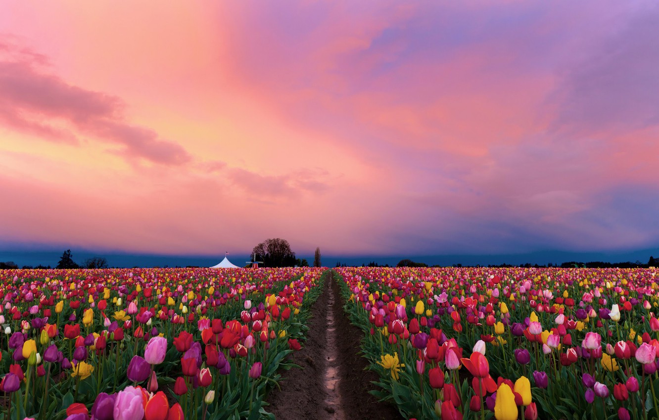 Wallpaper field, flowers, spring, the evening, tulips, colorful, plantation, pink sky, Tulip field image for desktop, section пейзажи