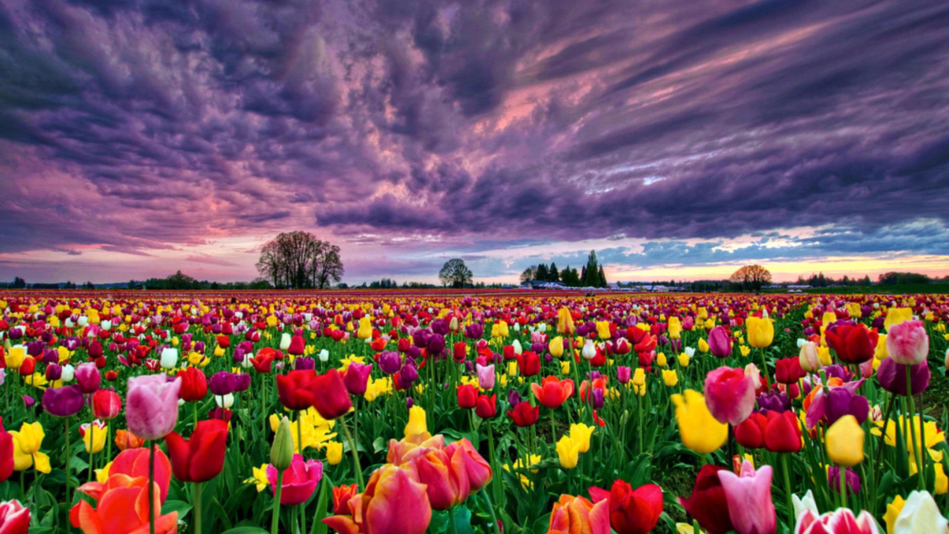 High Resolution Tulip Fields