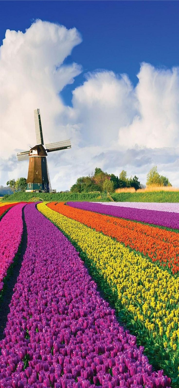 Tulip Fields of Netherlands #TulipFieldsofNetherlands mostbeautifulplacestovisit #iPhone11Wallpaper. Field wallpaper, Tulip fields, Nature photography