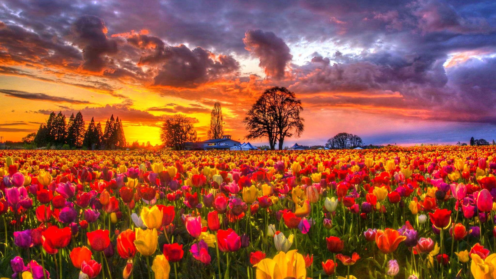 Renatures.com Tulips Flowers Fields Dark Lovely Sunset Flower Sky Splendor Evening Nature Enchanting Desktop T. Field wallpaper, Tulip fields, Tulip view