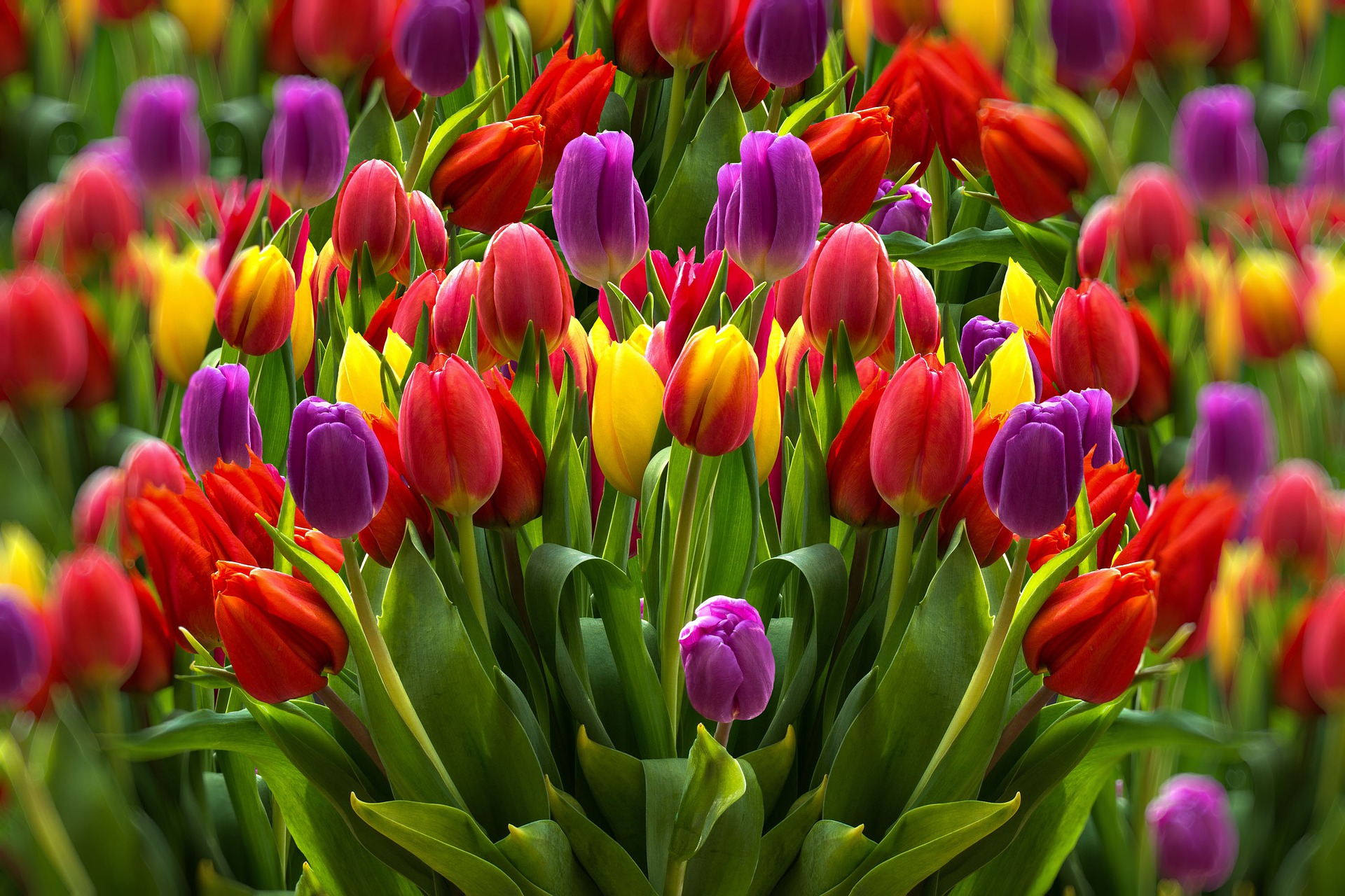 Colorful Tulip Field HD Wallpaper