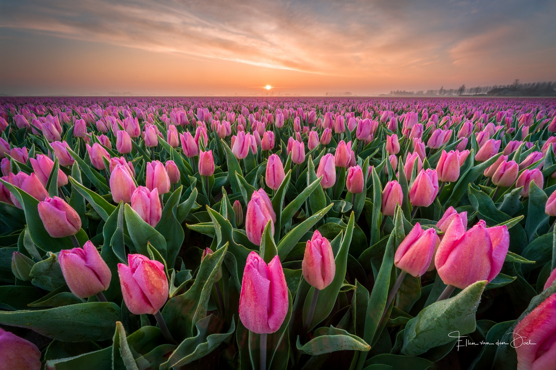 Pink Tulip Field at Sunset HD Wallpaper