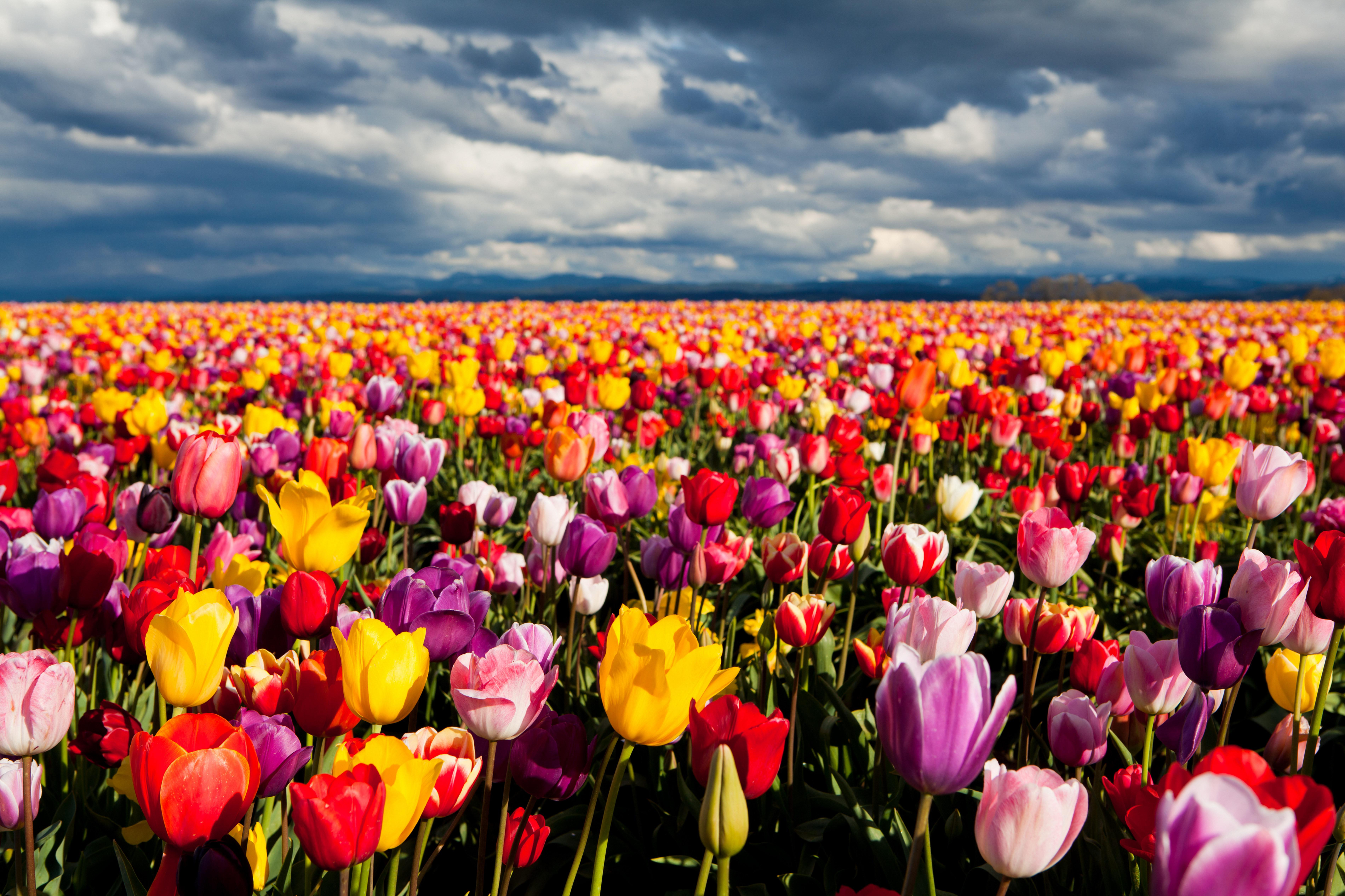 Tulip Top Wallpaper Pict 14743 High Resolution Field HD Wallpaper & Background Download