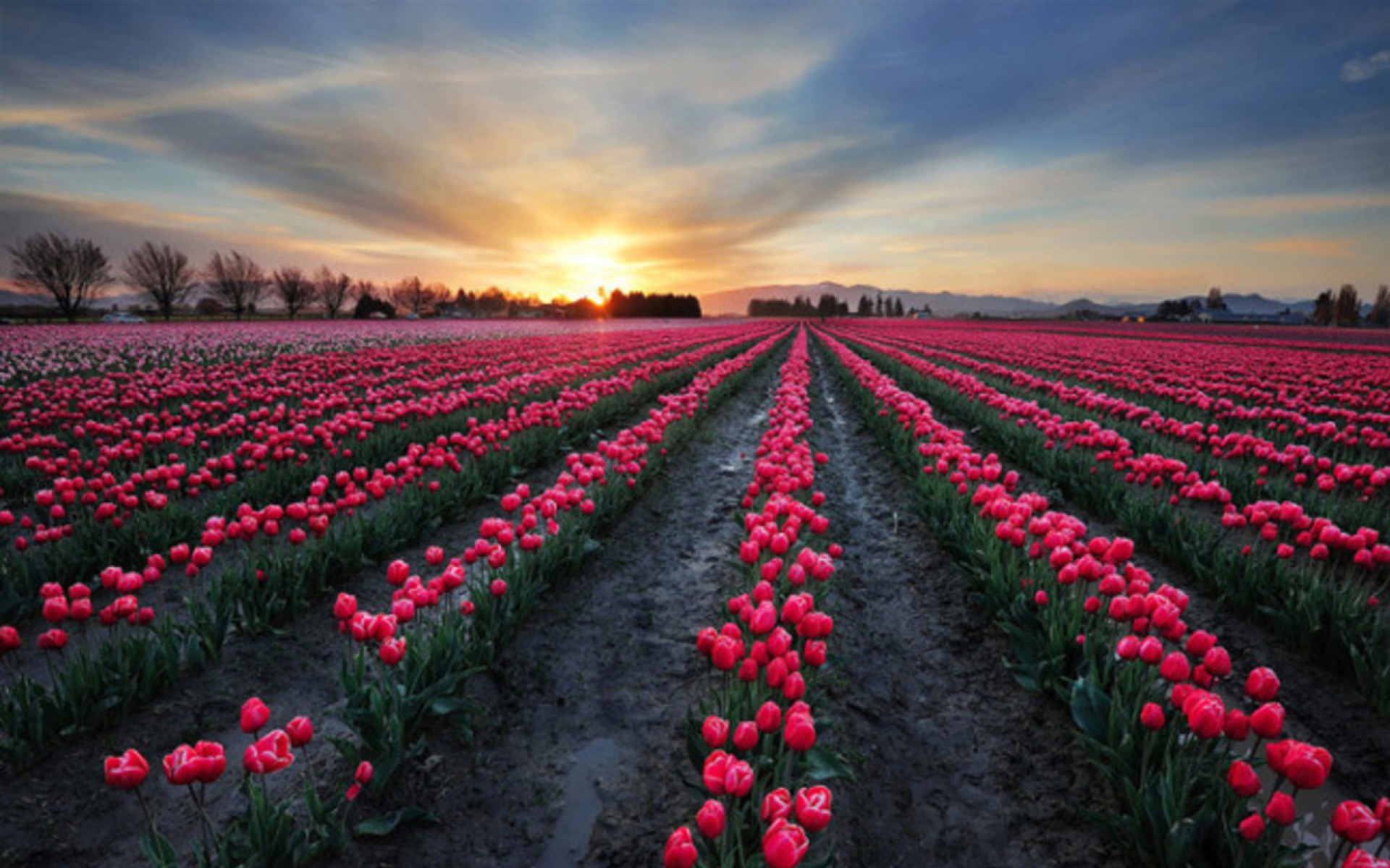 Pink Tulip Fields wallpaper. Pink Tulip Fields