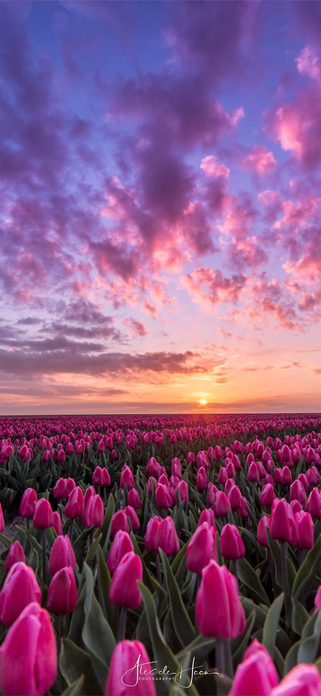 Tulip Fields of Netherlands iPhone 11 Wallpaper Free Download