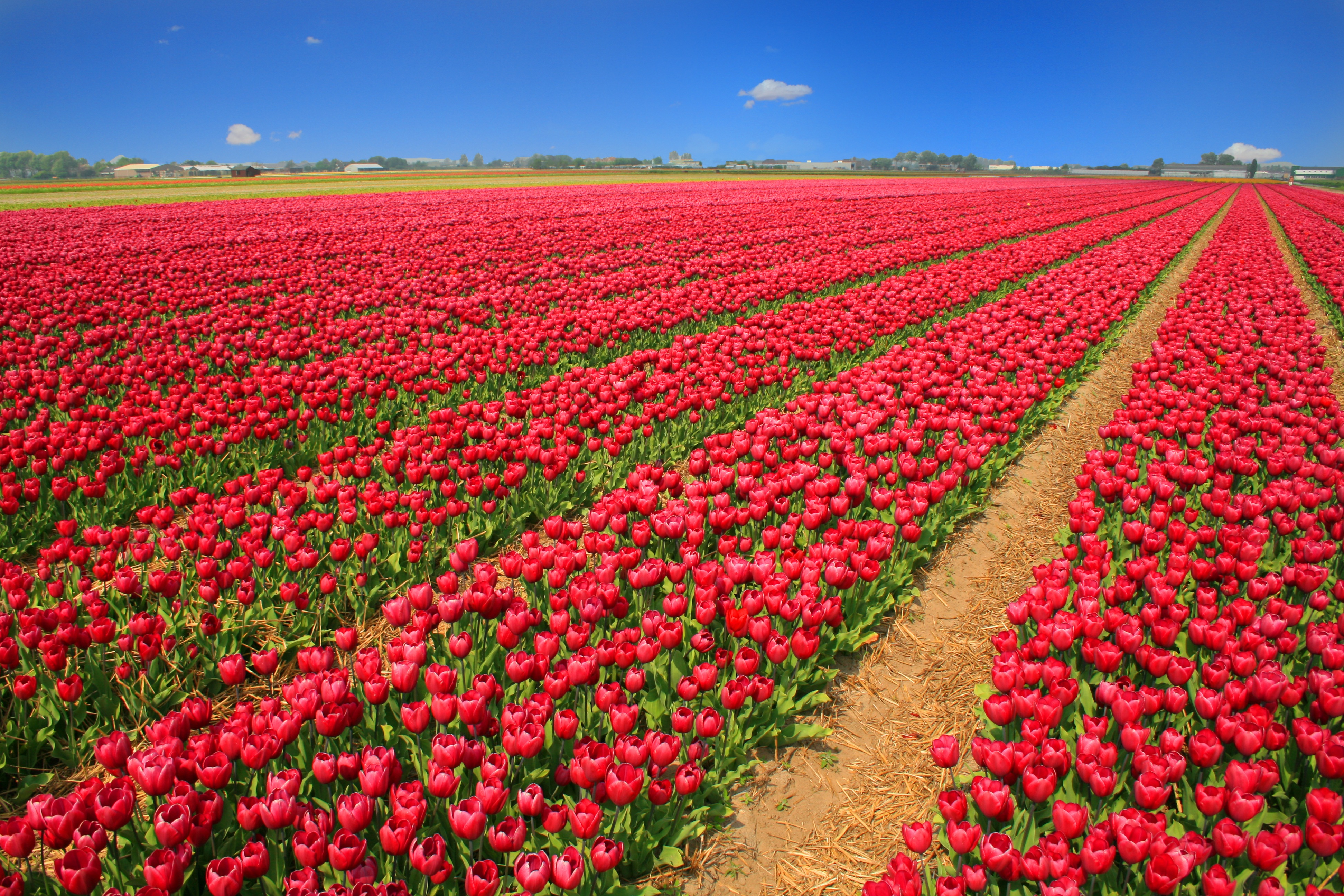Tulip Field Tulips Red Holland Nature
