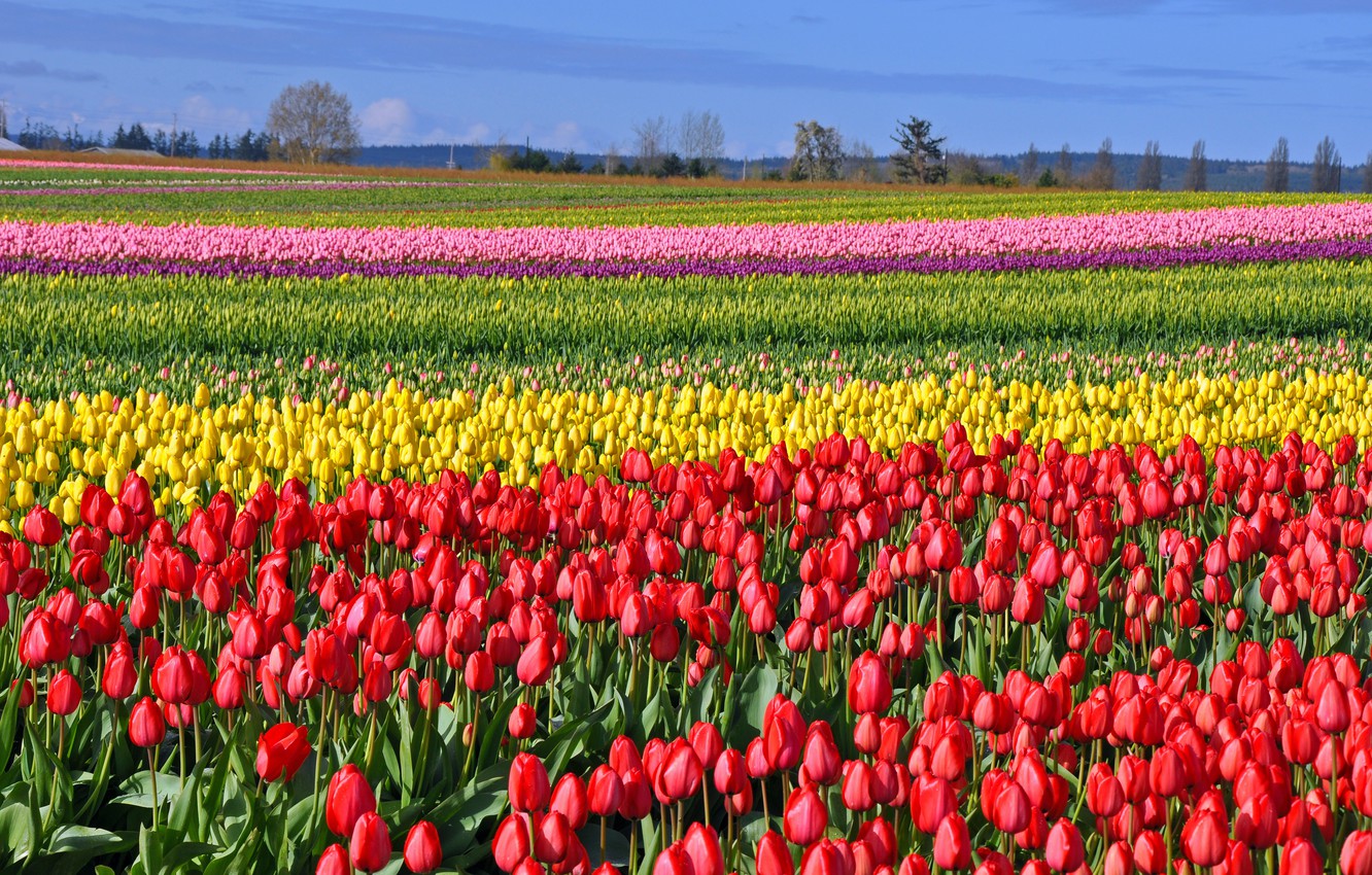 Wallpaper field, spring, tulips, fields, tulips, colored image for desktop, section цветы
