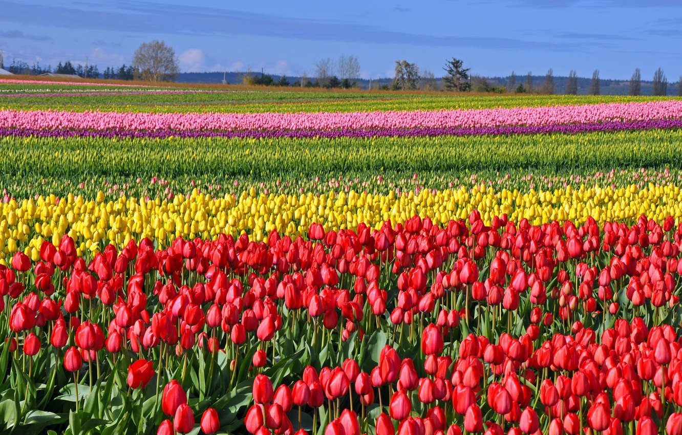 Tulips Field Wallpapers - Wallpaper Cave