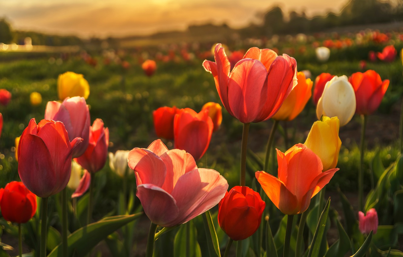 Wallpaper field, flowers, nature, background, glade, spring, yellow, tulips, red, buds, bokeh, Tulip field image for desktop, section цветы