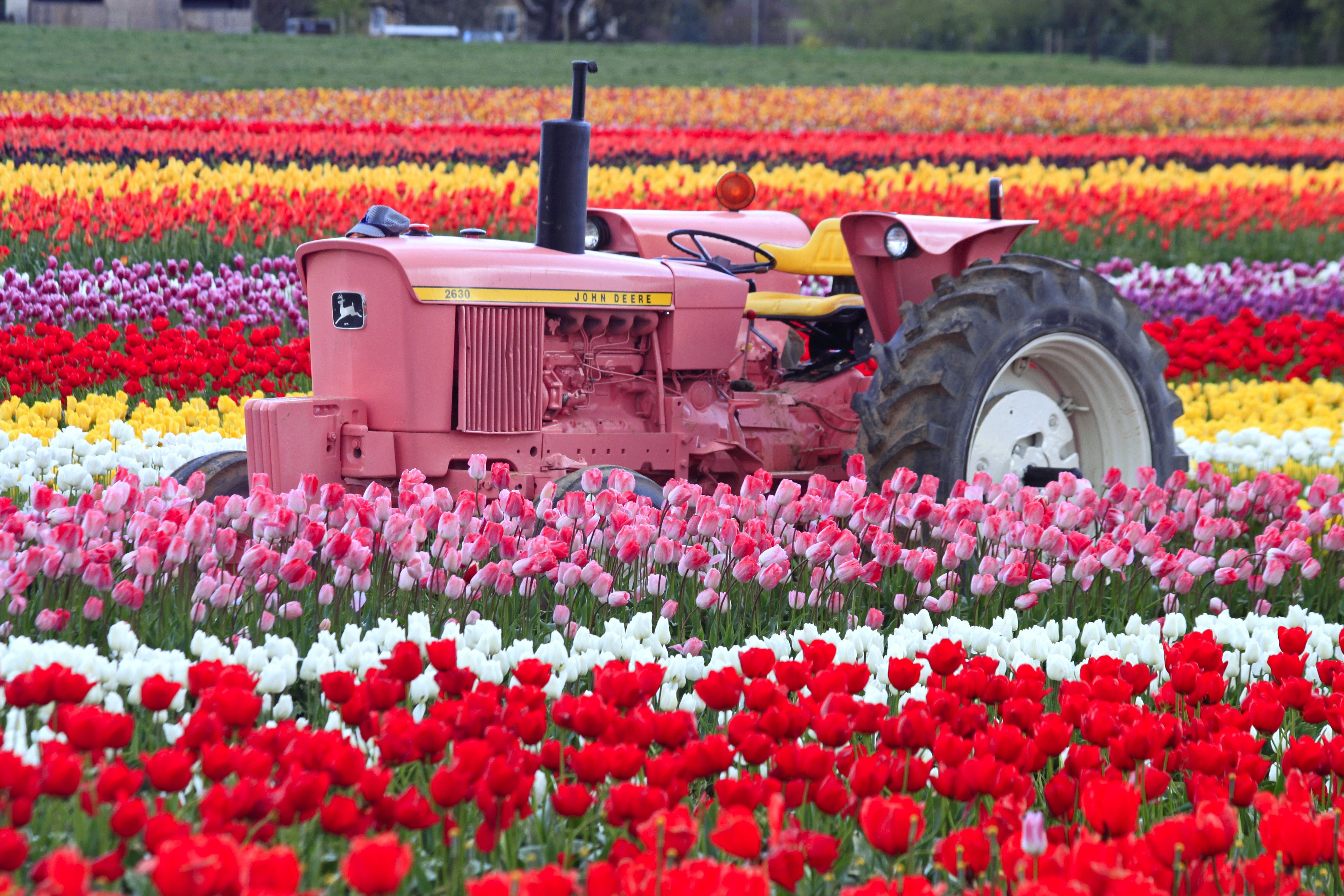 Tulip fields tulips field flower flowers tractor wallpaperx3168
