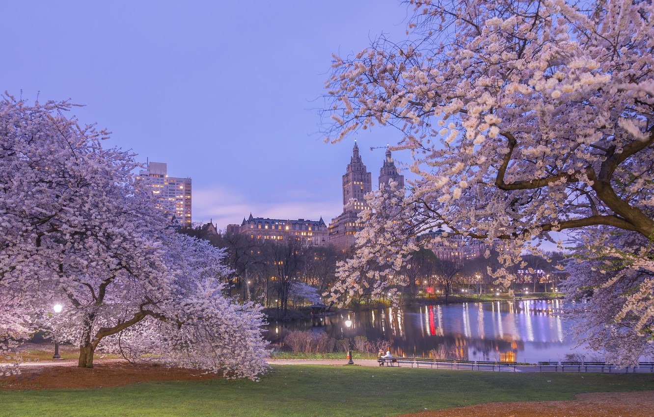 Photo Wallpaper Trees, Cherry, Pond, Park, Spring, York Central Park Spring