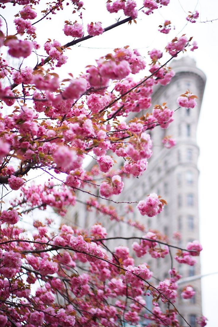 Flatiron Building by NYdrayton. instagram, Spring in new york, Amazing flowers