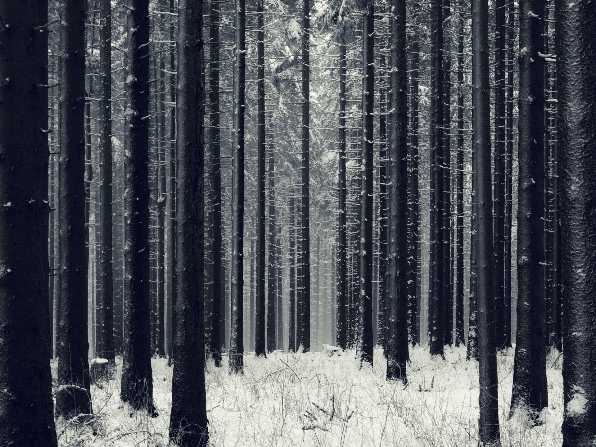 개드립 - [데이터/스압주의] 고해상도 바탕화면 - 겨울. Dark wallpaper, Forest wallpaper, Nature photography trees