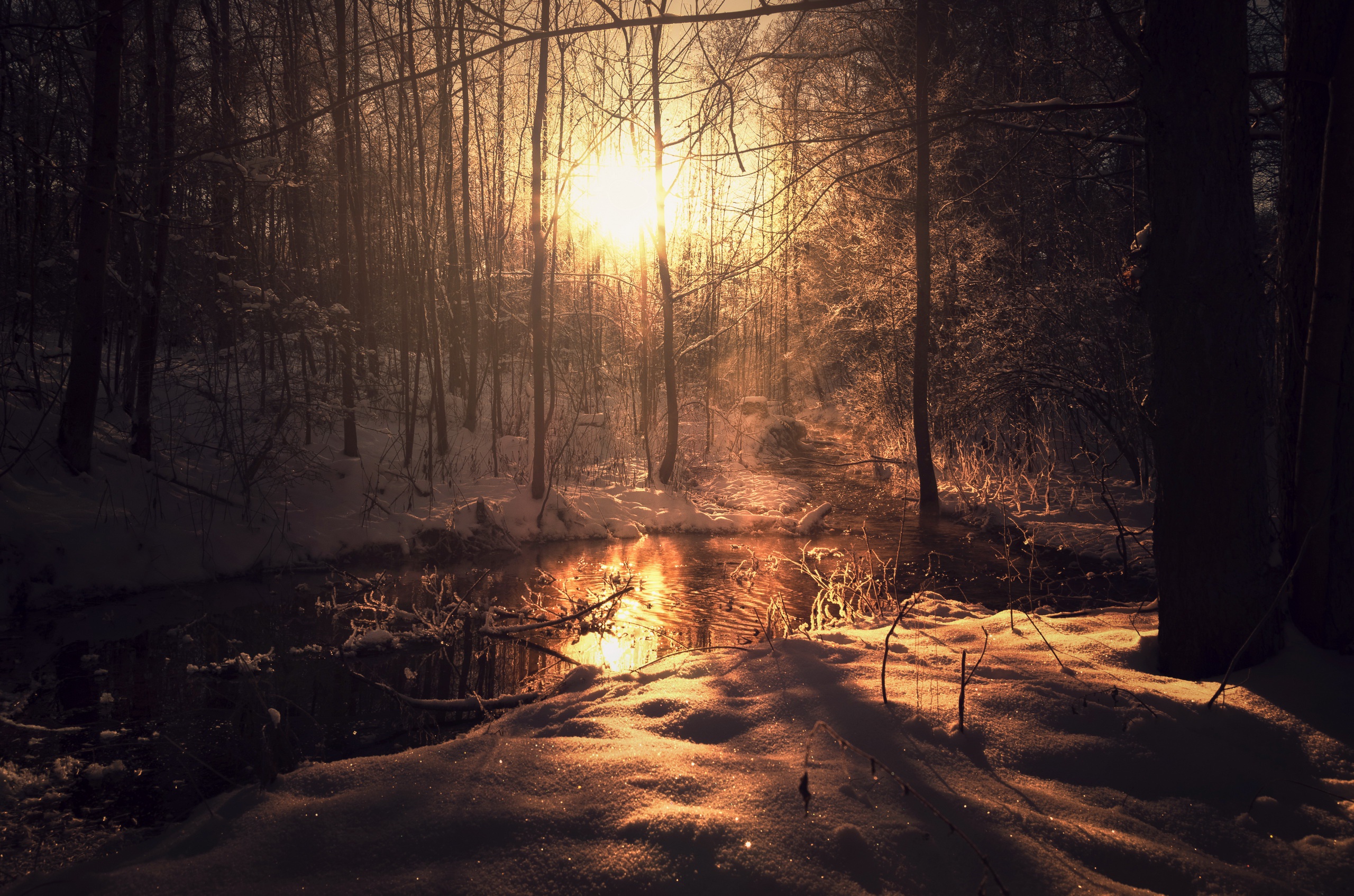 dark, Nature, Sunlight, Trees, Winter, Snow Wallpaper HD / Desktop and Mobile Background