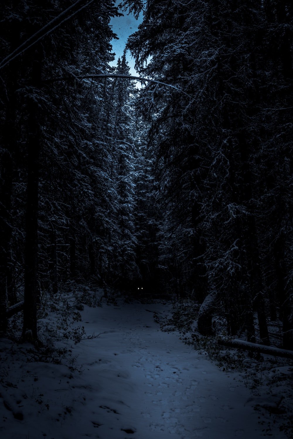 Dark Winter Picture. Download Free Image