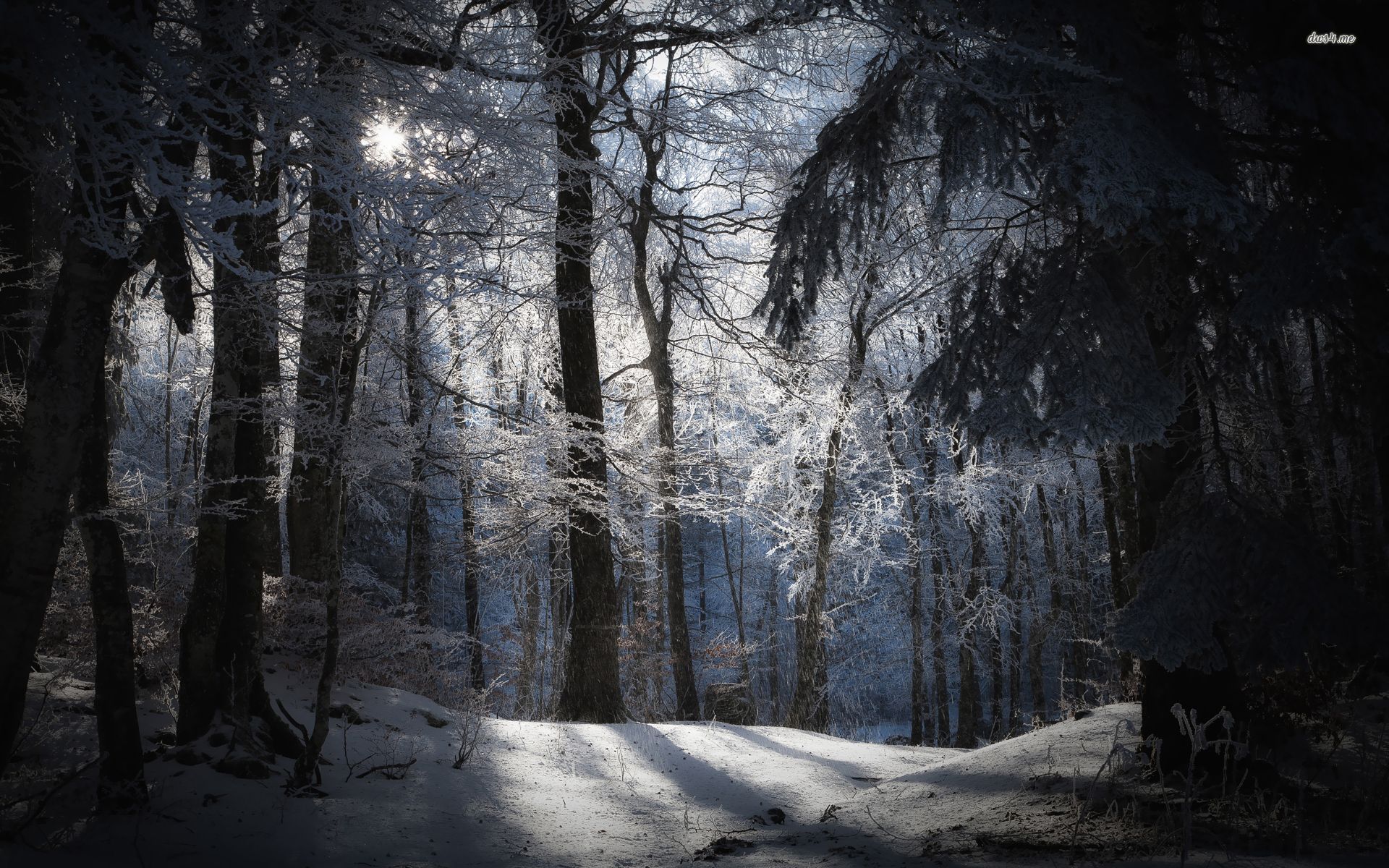 Dark Snowy Forest Background