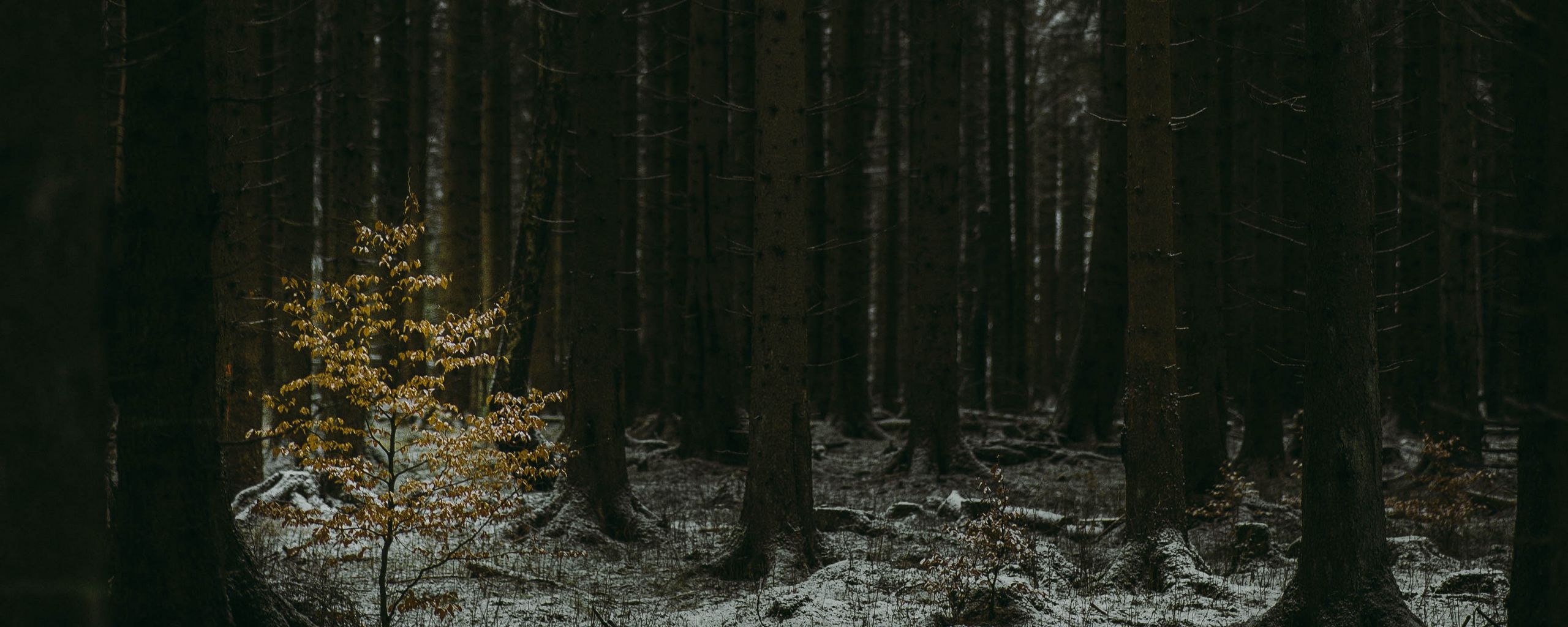 Download wallpaper 2560x1024 forest, dark, conifer, trees, winter ultrawide monitor HD background