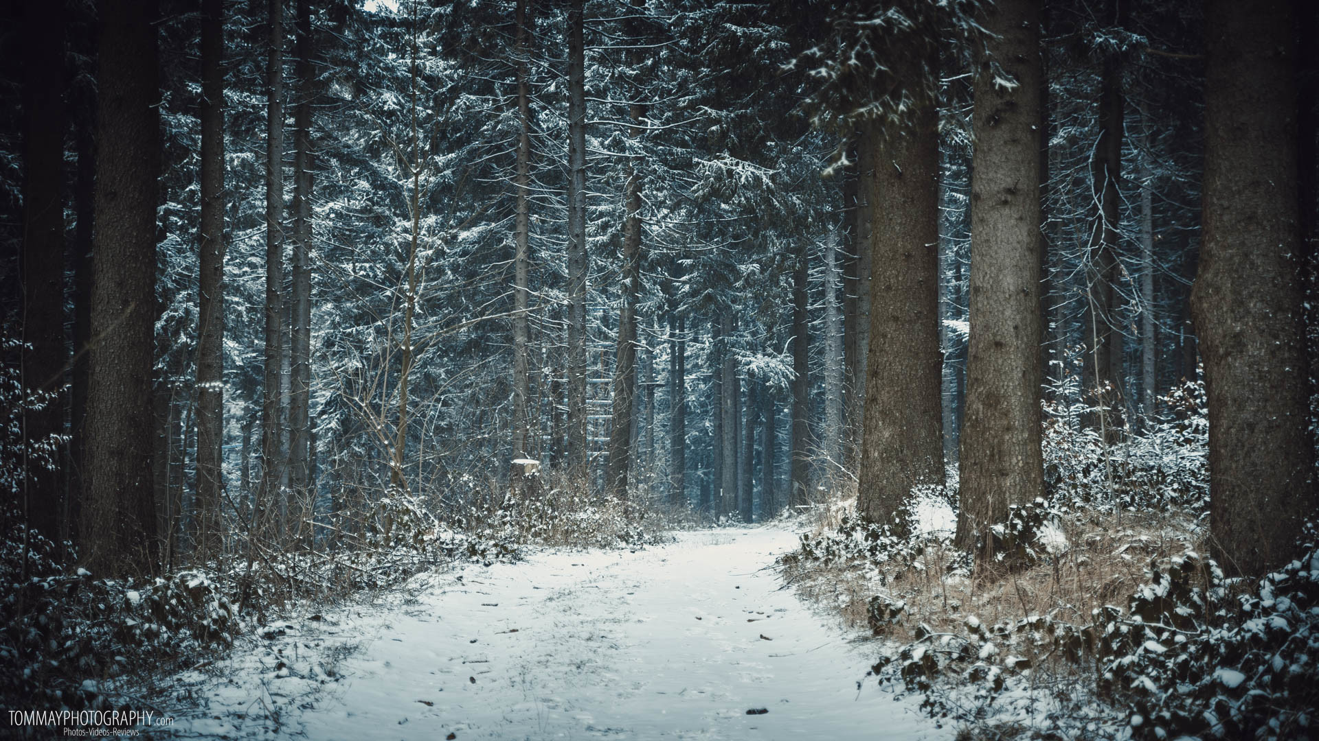 1920x Winter Forest Resolution Winter Forest