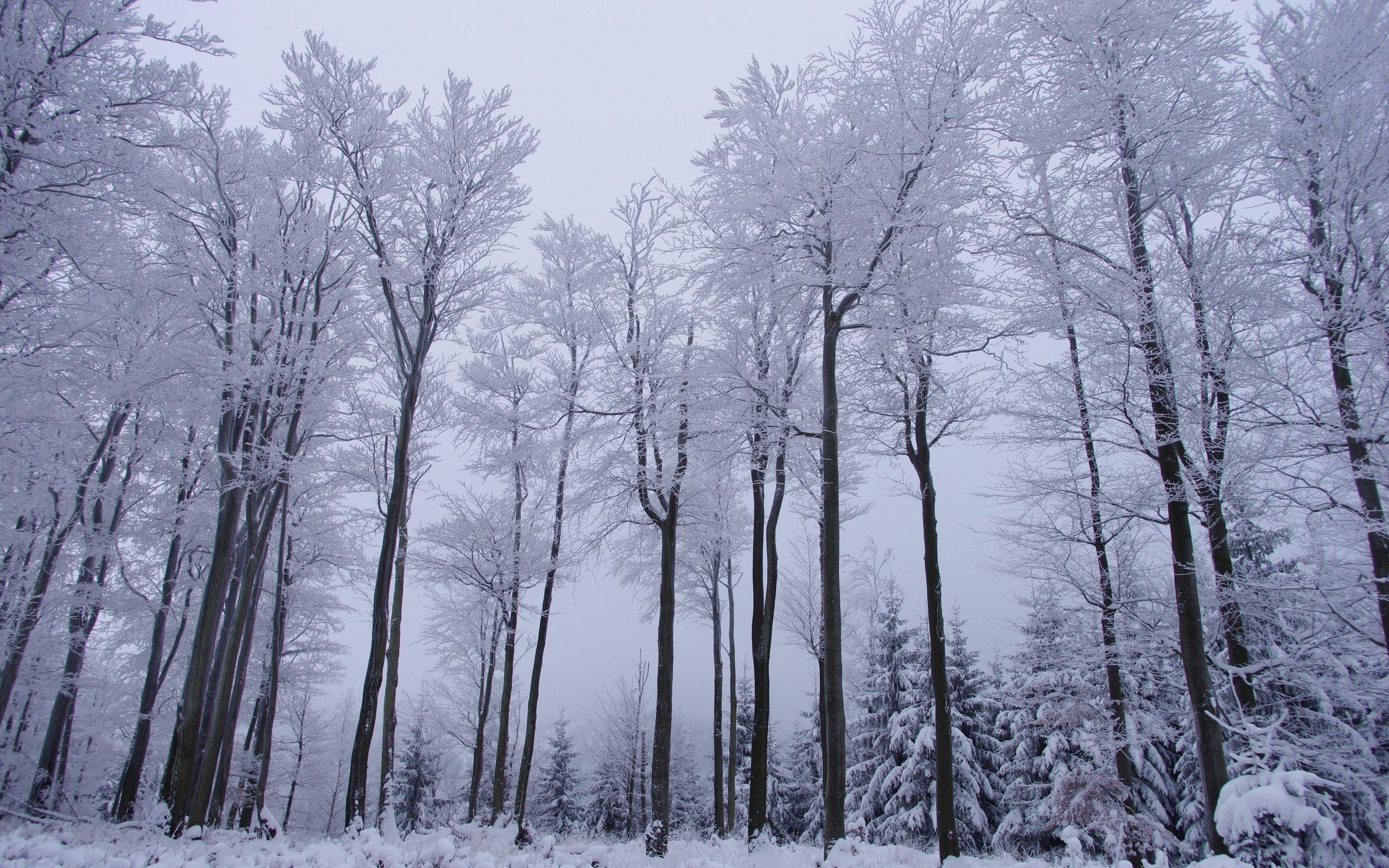 Winter Trees Wallpaper. Winter forest, Landscape, Winter trees