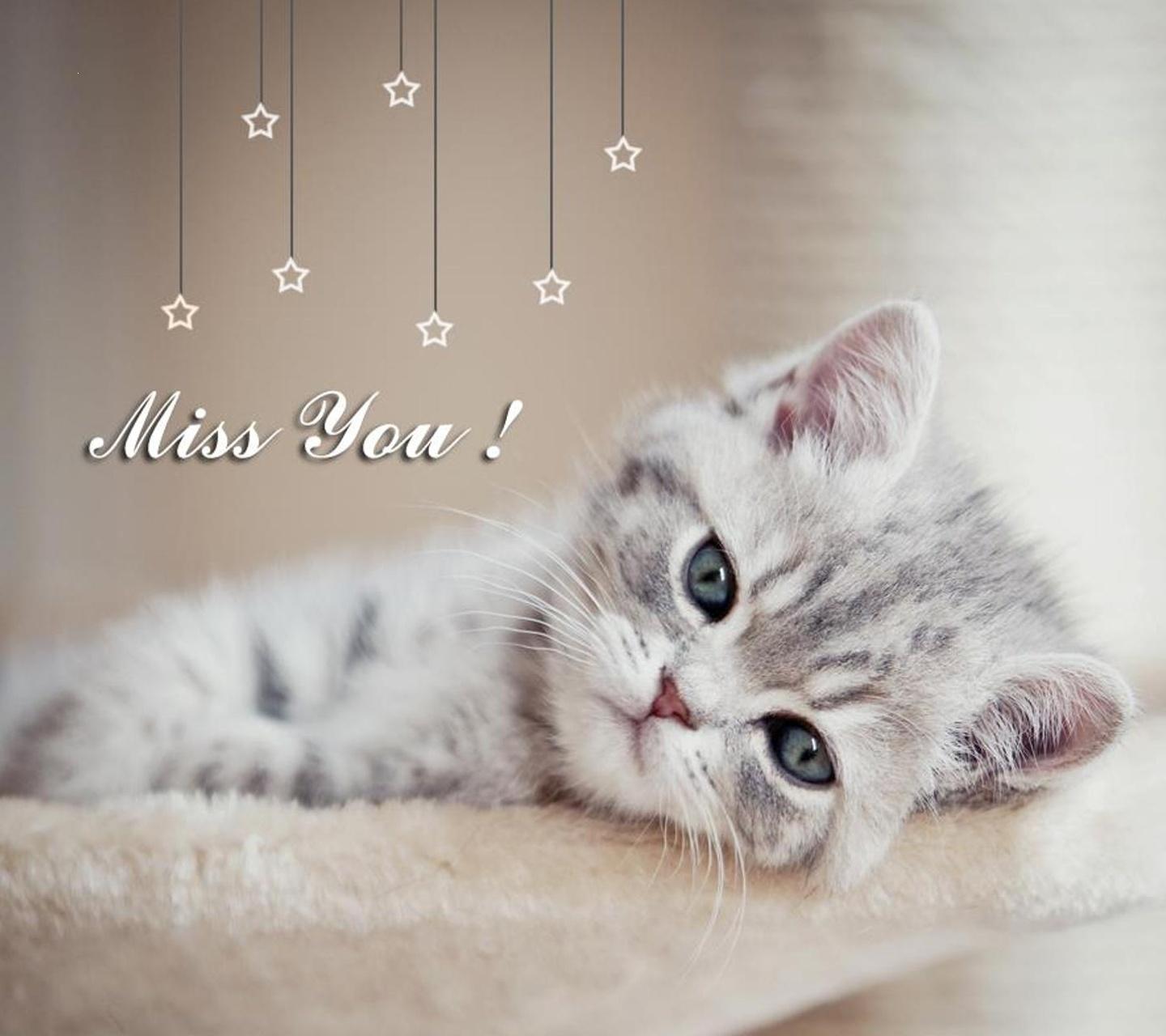 Sweet Cat Miss You Kittens White And Grey Wallpaper & Background Download