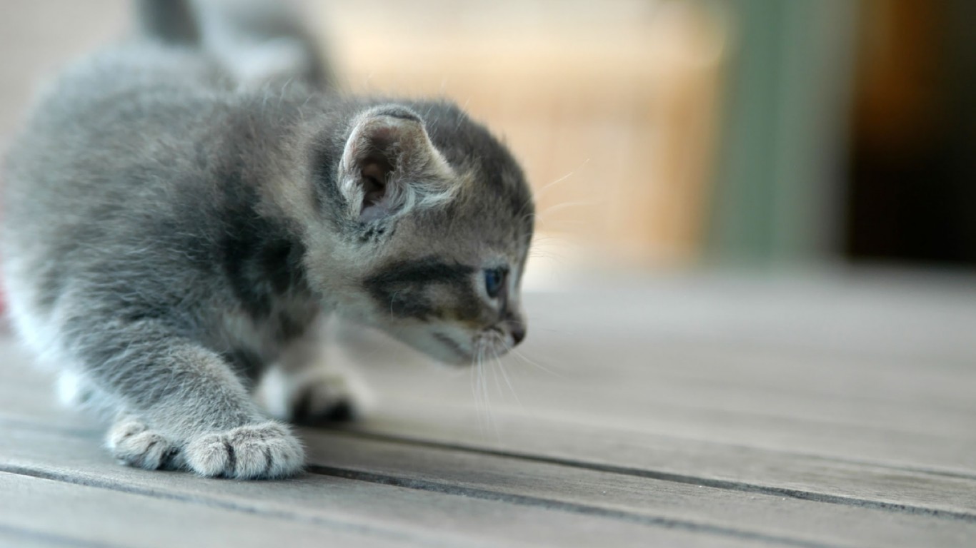 Baby Tabby Kittens Gray