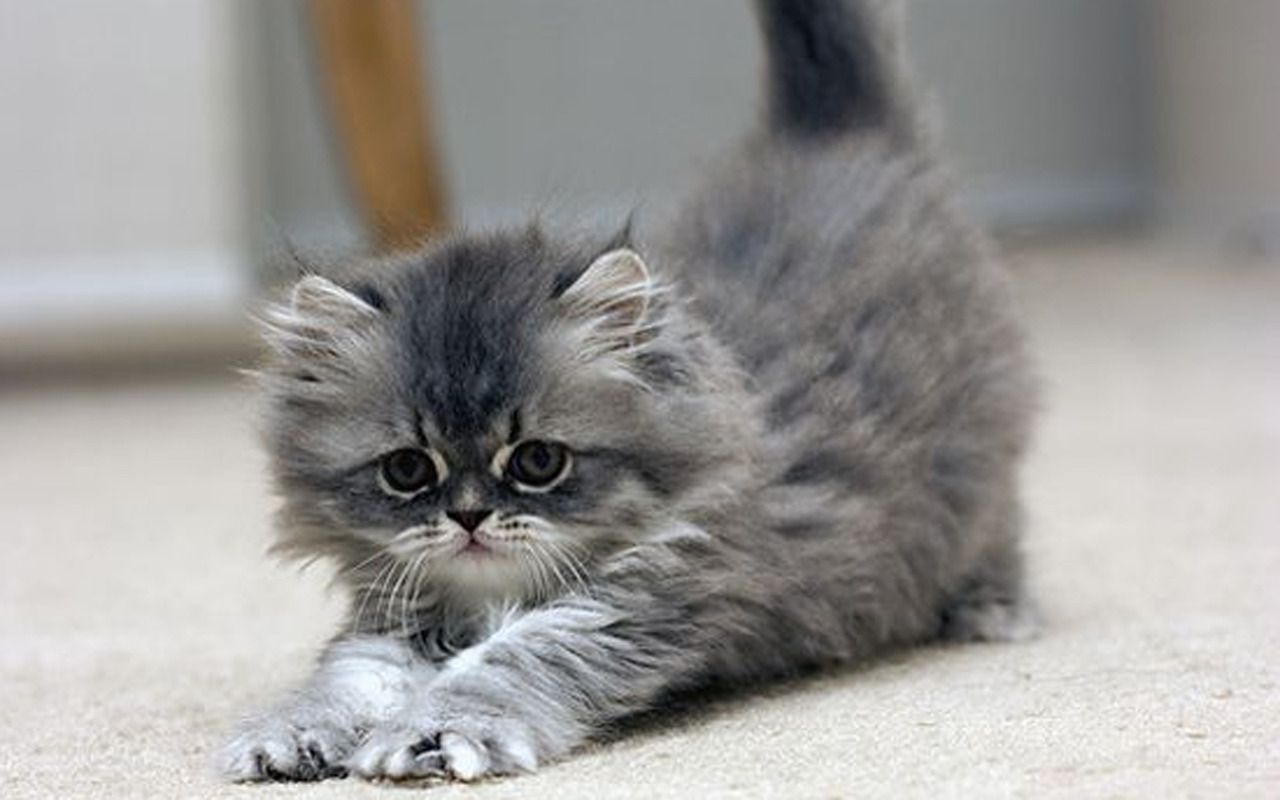Kittens Wallpaper: Cute Kitten. Kittens cutest, Grey kitten, Kitten picture