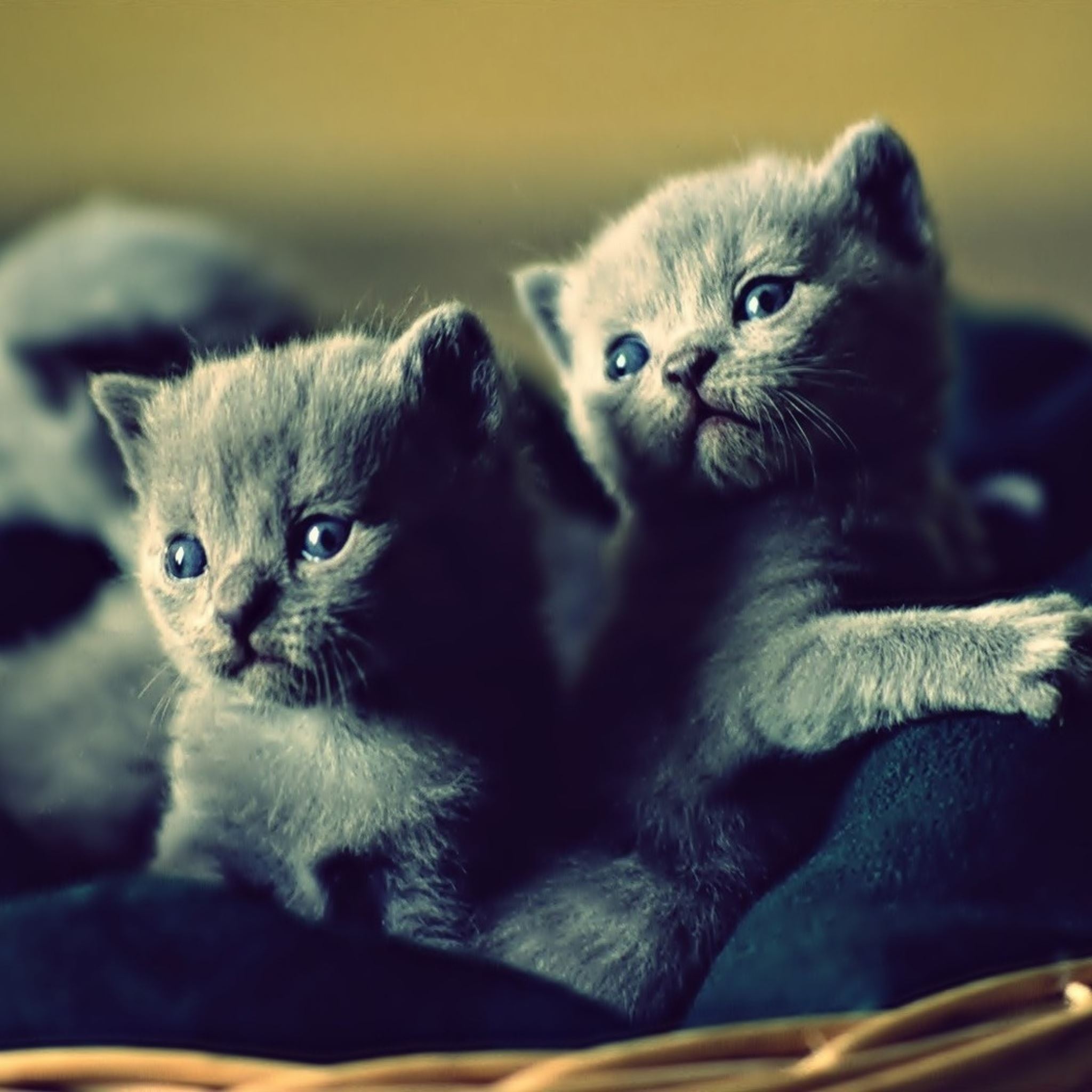 Kittens basket cute iPad Air Wallpaper Free Download