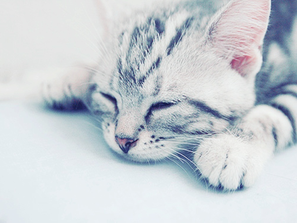 Kitten wallpaper <3