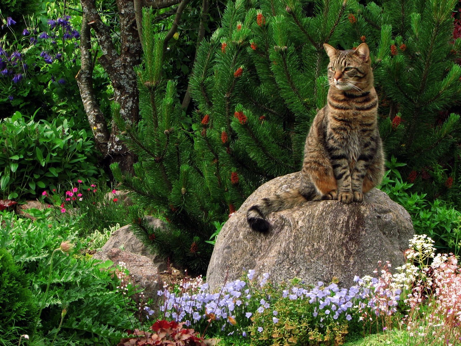 Download wallpaper 1600x1200 cat, grass, flowers, garden, rock, sitting, landscape standard 4:3 HD background