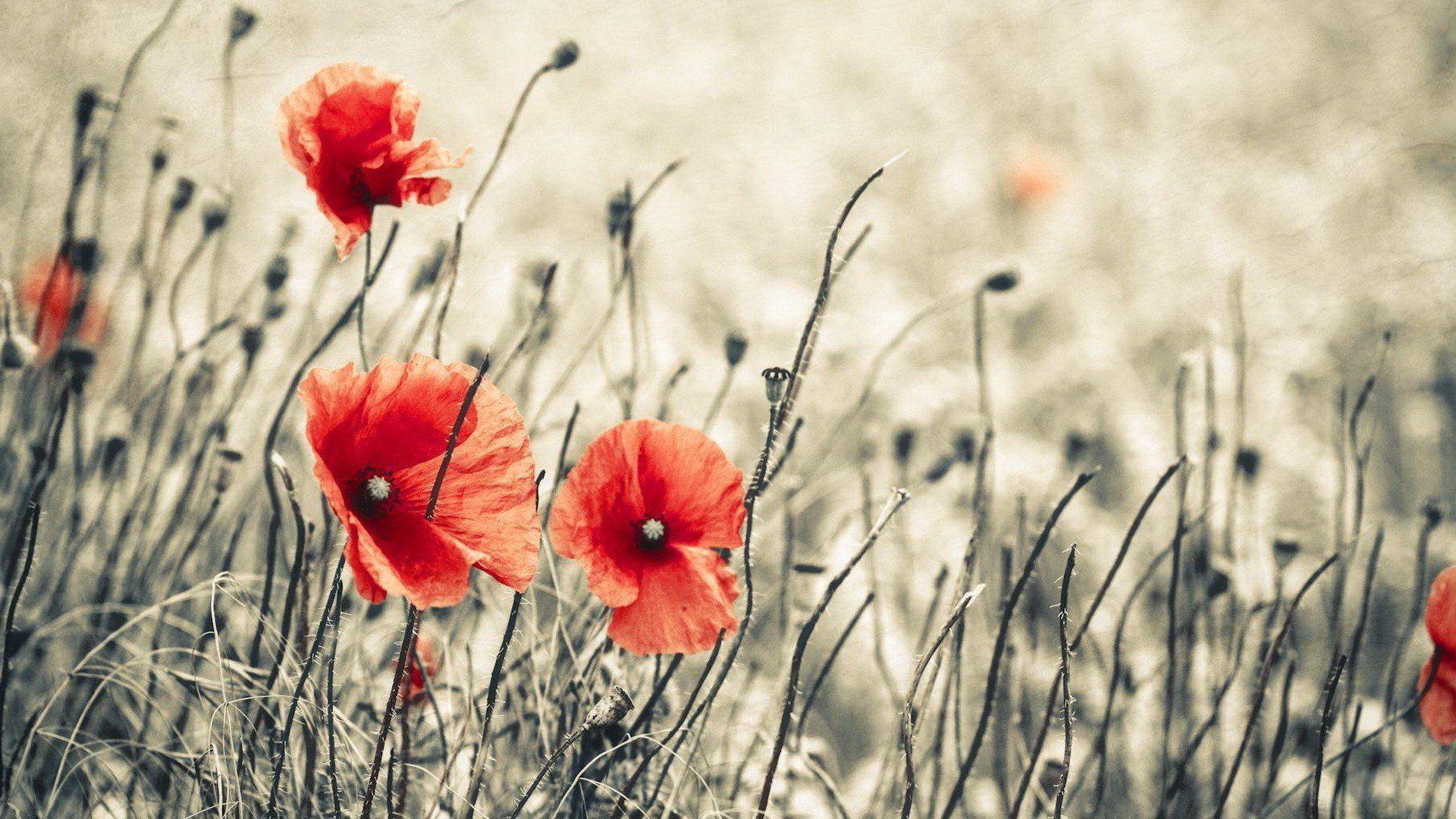 Download Poppy wallpapers for mobile phone free Poppy HD pictures