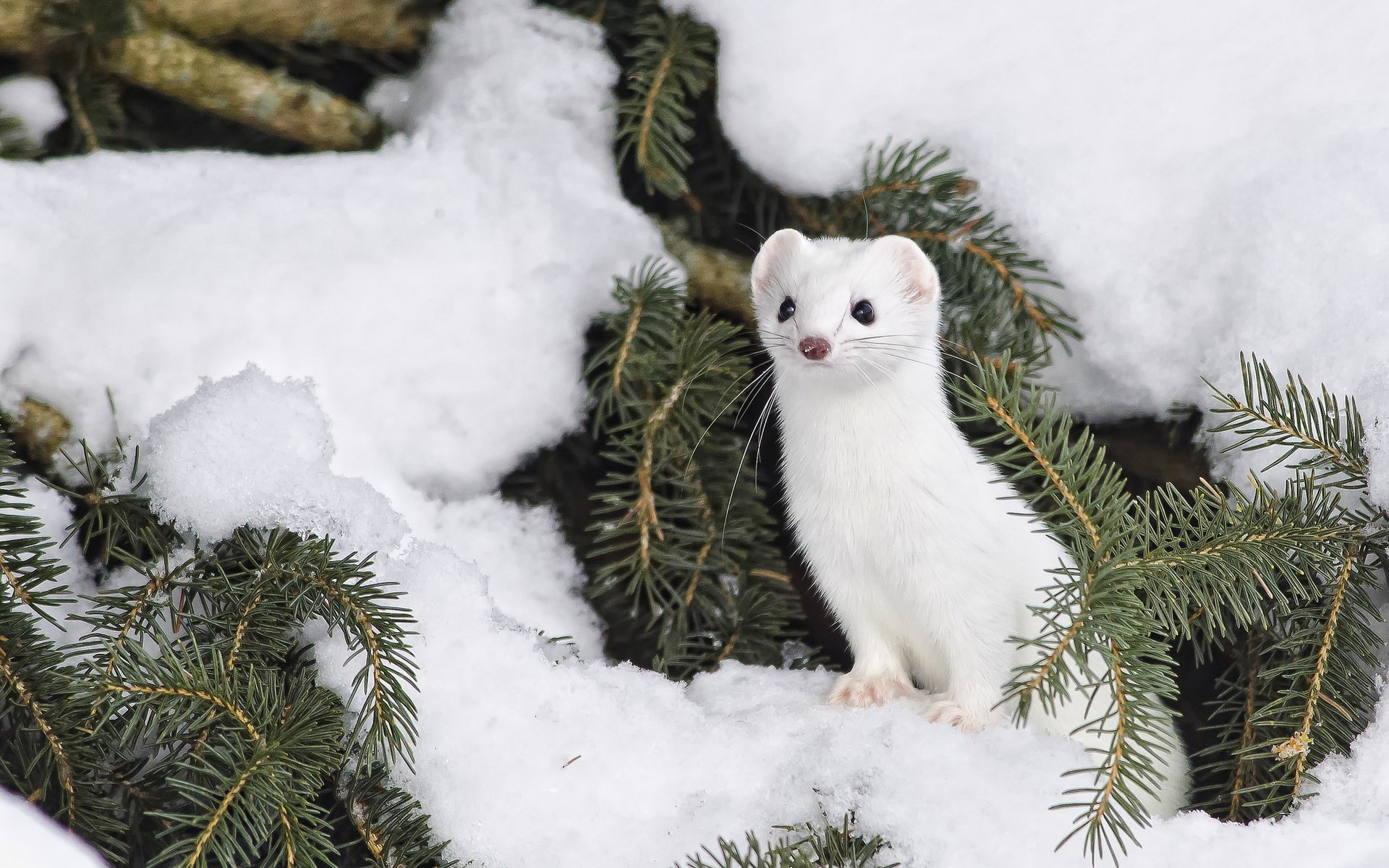Stoat HD Wallpaper and Background Image