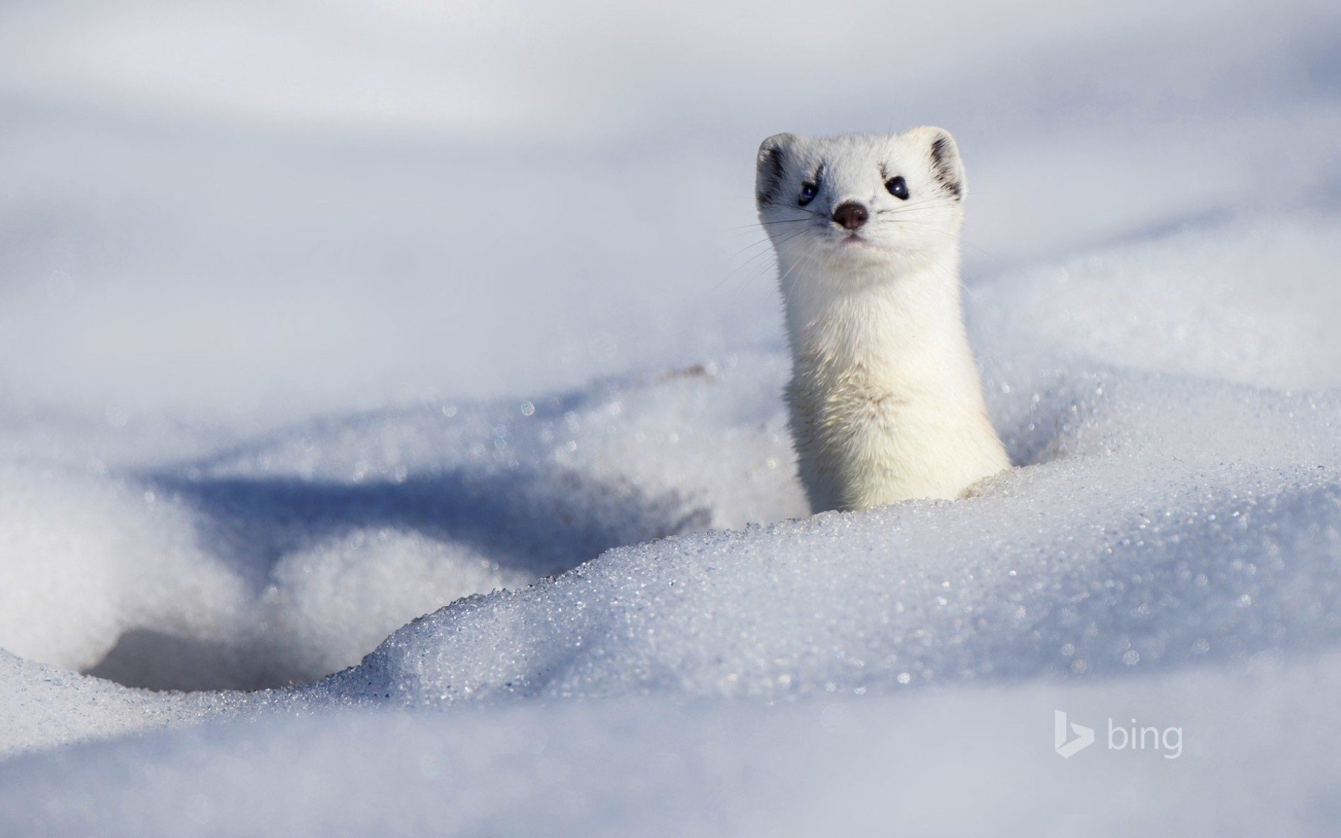 Stoat HD Wallpaper