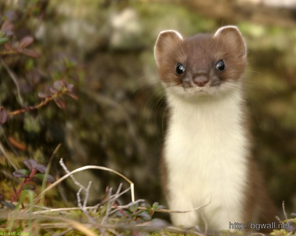 Stoat Wallpapers - Wallpaper Cave