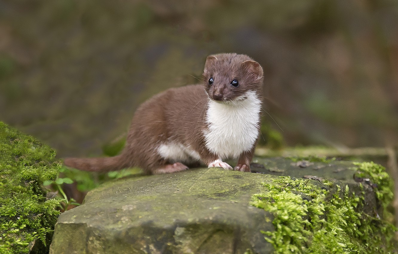 Wallpaper stone, moss, ermine image for desktop, section животные