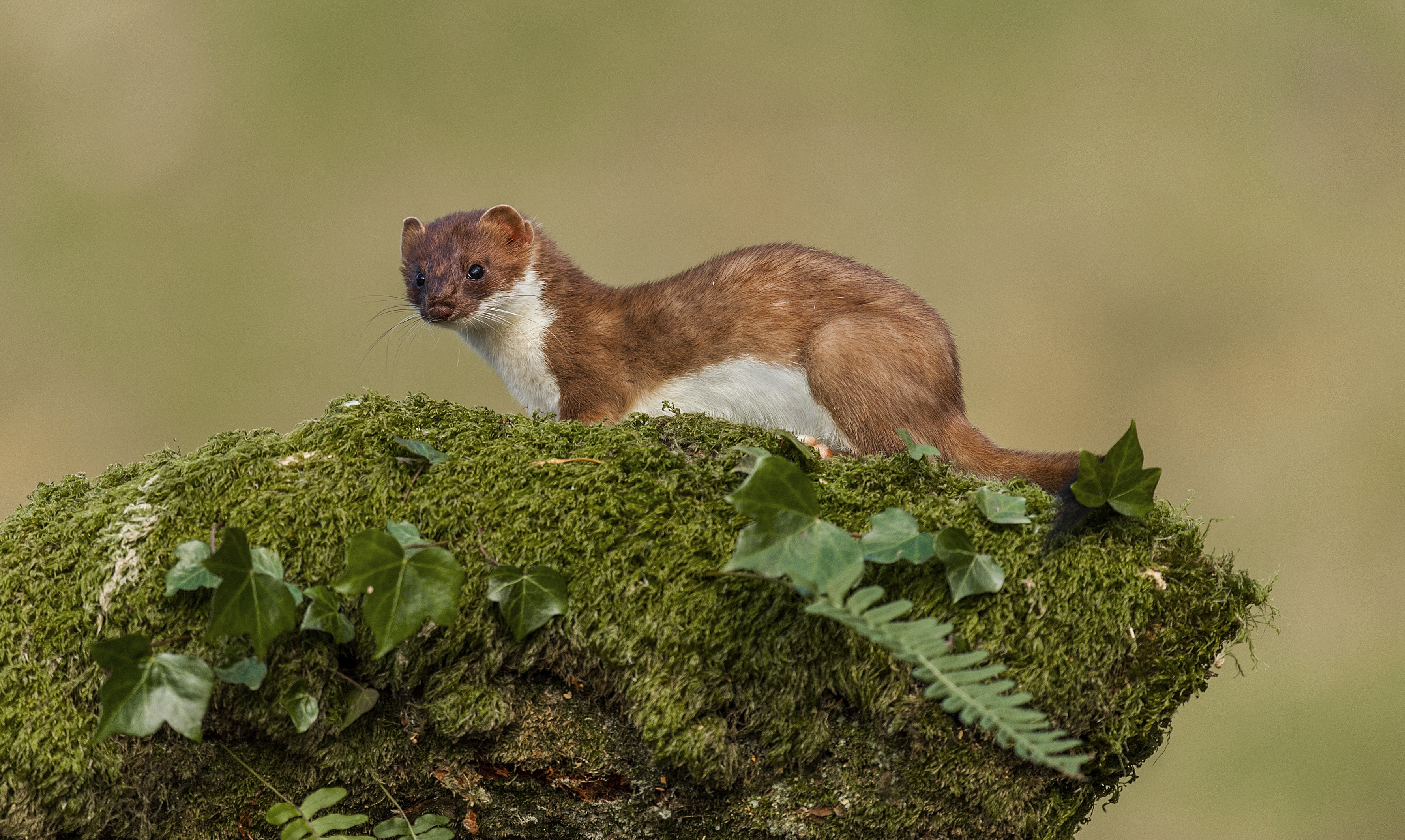 Stoat HD Wallpaper