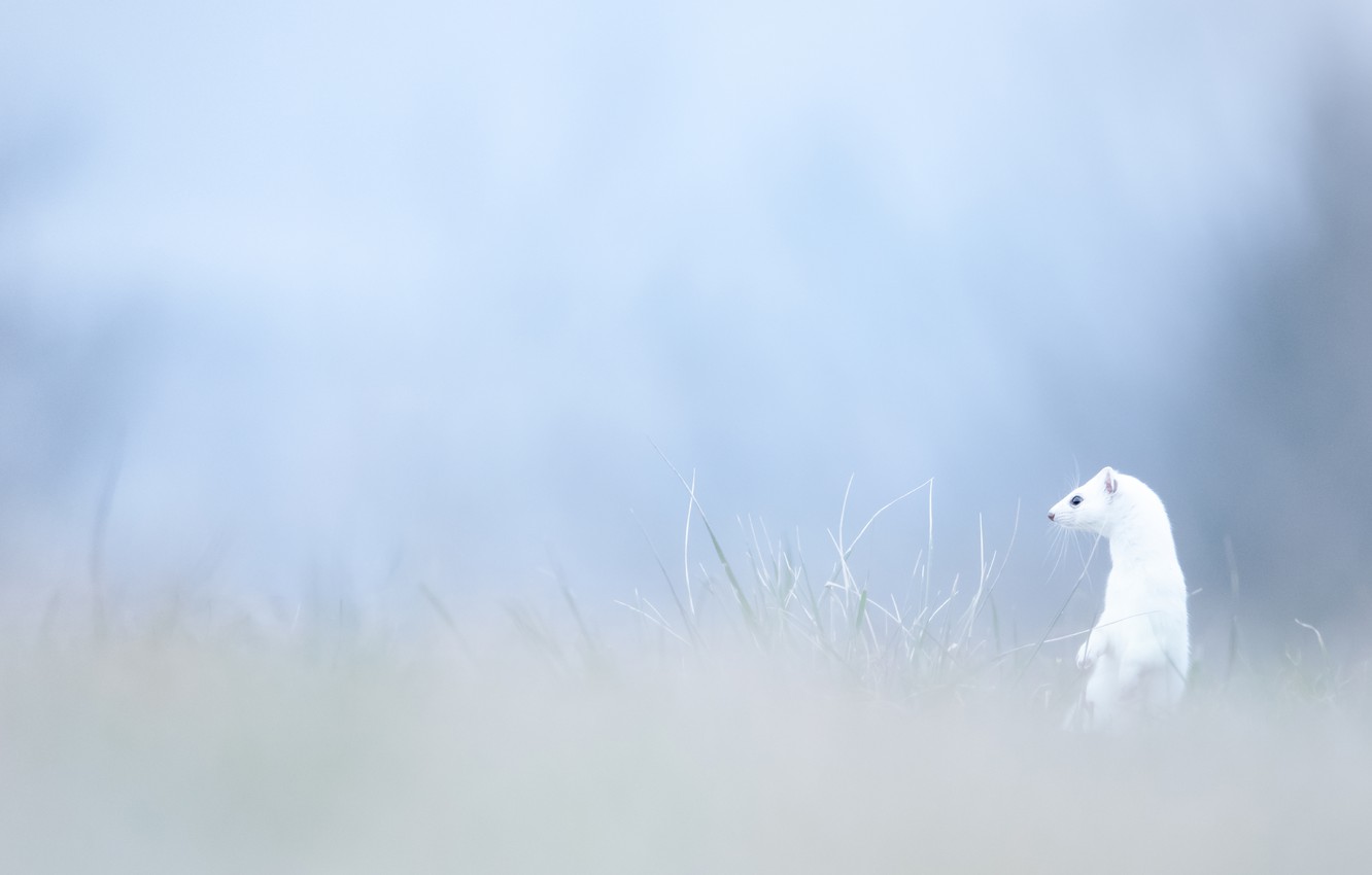 Wallpaper white, grass, look, nature, background, glade, blur, muzzle, animal, weasel, stand, ermine image for desktop, section животные
