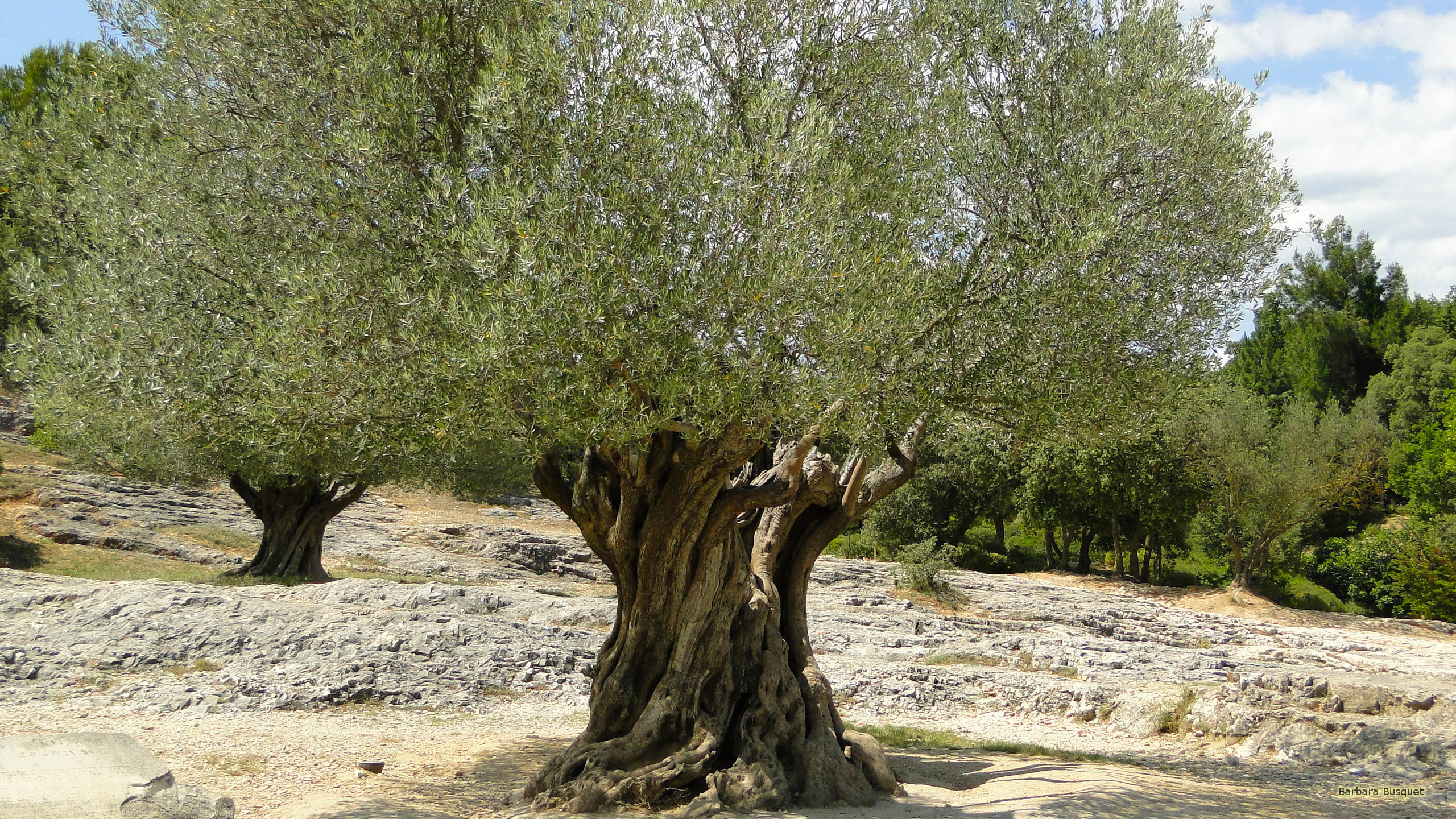 Fig Tree Wallpapers Wallpaper Cave